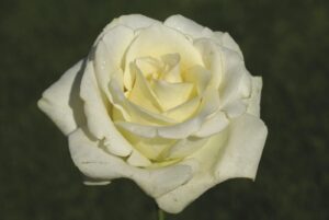 True Love Hybrid Tea Rose 5lt