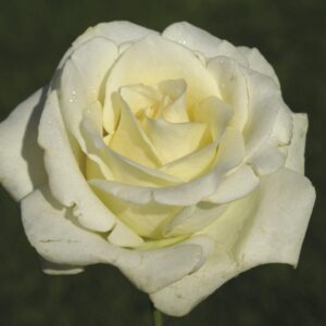 True Love Hybrid Tea Rose 5lt