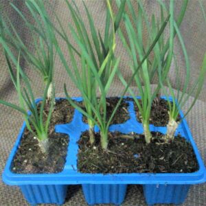 Tulbaghia Violacea 6 Pack