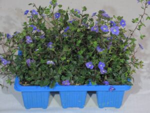 Veronica Oxford Blue 6 Pack