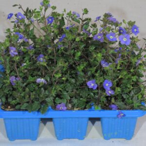 Veronica Oxford Blue 6 Pack