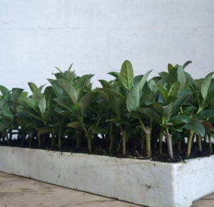 Viburnum Sinensis 128 Plug Tray