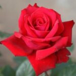 Walter Sisulu Panarosa Rose 5lt