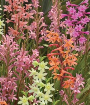 Watsonia Meriana Bulbs-Assorted Colours 5 Pack