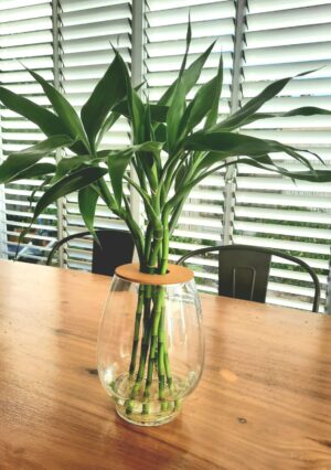 Barrel Vase 24cm with Lucky Bamboo