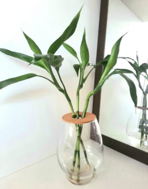 Barrel Vase 20cm with Lucky Bamboo