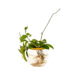 Fishbowl with Hoya - 10cm