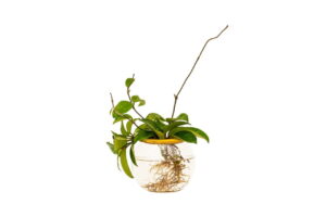 Fishbowl with Hoya - 10cm