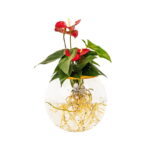 Fishbowl with Anthurium - Red Flower 20cm