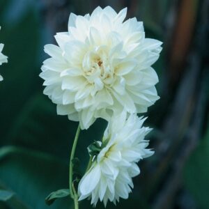Dahlia Decorative - "White" Bulbs