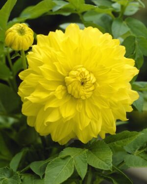 Dahlia Decorative - "Yellow" Bulbs
