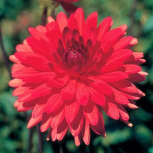 Dahlia Dinner Plate - "Red" Bulbs