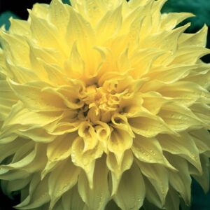 Dahlia Dinner Plate - "Kelvin's Floodlight" Bulbs