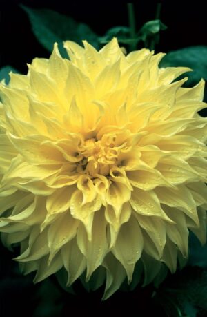 Dahlia Dinner Plate - "Kelvin's Floodlight" Bulbs