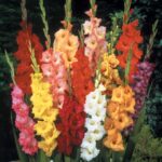 WhatsApp-Image-2022-08-10-at-2.38.31-PM.jpeg Gladioli Mixed Bulbs (50)