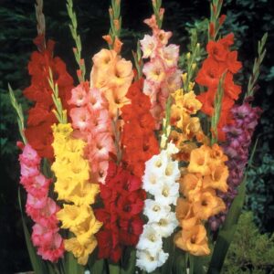 WhatsApp-Image-2022-08-10-at-2.38.31-PM.jpeg Gladioli Mixed Bulbs (50)