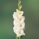 WhatsApp-Image-2022-08-10-at-2.38.31-PM-5.jpeg Gladioli White Bulbs