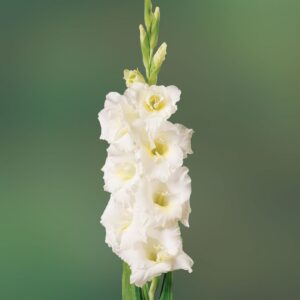 WhatsApp-Image-2022-08-10-at-2.38.31-PM-5.jpeg Gladioli White Bulbs