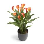 Zantedeschia Morning Sun Bulbs