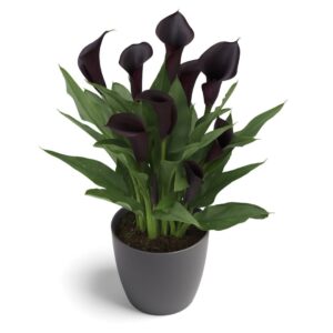 Zantedeschia Odessa Bulbs