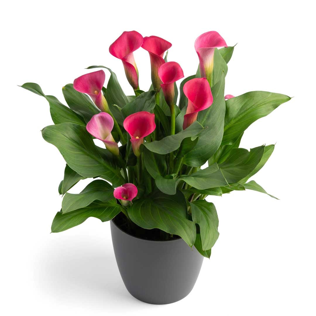 Zantedeschia Pillow Talk Bulbs - ClicknPlant Online Nursery Gauteng