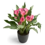 WhatsApp-Image-2022-08-10-at-5.21.18-PM-8.jpeg Zantedeschia Wild Salmon Bulbs