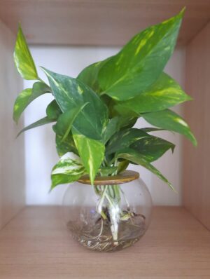 Fishbowl With Devils Ivy