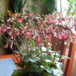 Kalanchoe Tessa 128 Plug Tray