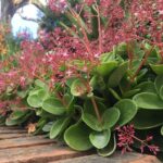 Crassula Multicava Red 6 Pack Crassula Multicava Red 6 Pack