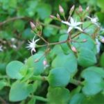 WhatsApp-Image-2023-03-16-at-16.10.15.jpeg Crassula Spathulata 6 Pack