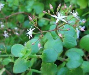 Crassula Spathulata 6 Pack