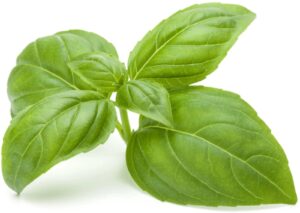 Basil - Sweet 6 Pack Tray