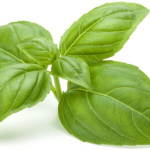 Basil - Sweet 6 Pack Tray