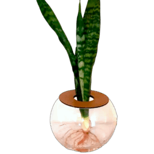 15cm Fish Bowl With Snake Plant