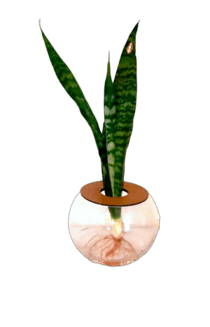 20cm Fish Bowl With Snake Plant