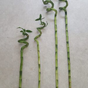 Lucky Bamboo Stems