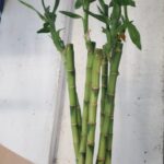 Lucky Bamboo Stems