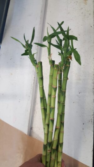 Lucky Bamboo Stems