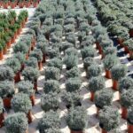 Helichrysum Italicum 17cm Pot
