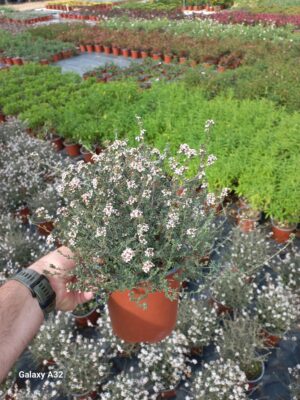 Eriocephalus 'Pink Blush' 17cm Pot