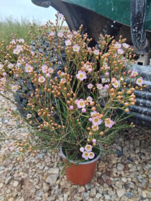 Geraldton Wax 'Lorraine' 15cm Pot