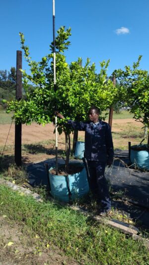Eureka Lemon Tree 200lt Eureka Lemon Tree 200lt