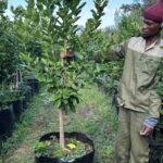 Eureka Lemon Tree 100lt