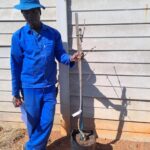 Flowering Cherry Tree Mt. Fuji 20lt