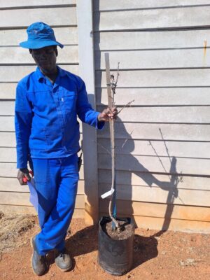 Flowering Cherry Tree Mt. Fuji 20lt