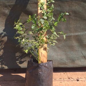 Halleria lucida 3L
