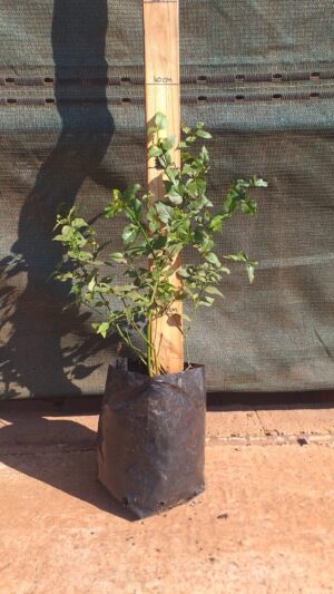 Halleria lucida 3L
