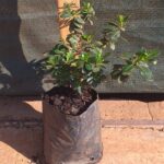 Escallonia pink princess 3L