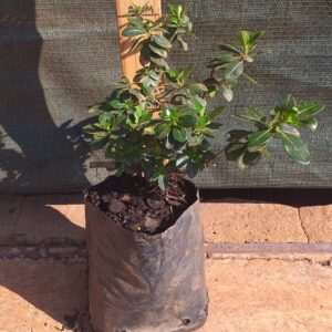 Escallonia pink princess 3L