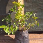 Duranta gold 3L